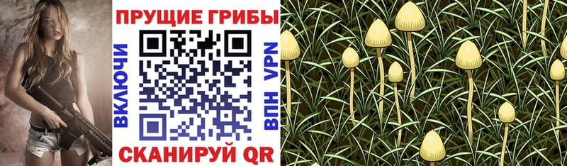 цена   Высоцк  Галлюциногенные грибы Psilocybine cubensis 